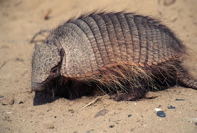 Armadillos