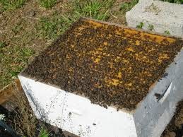 bee's colony