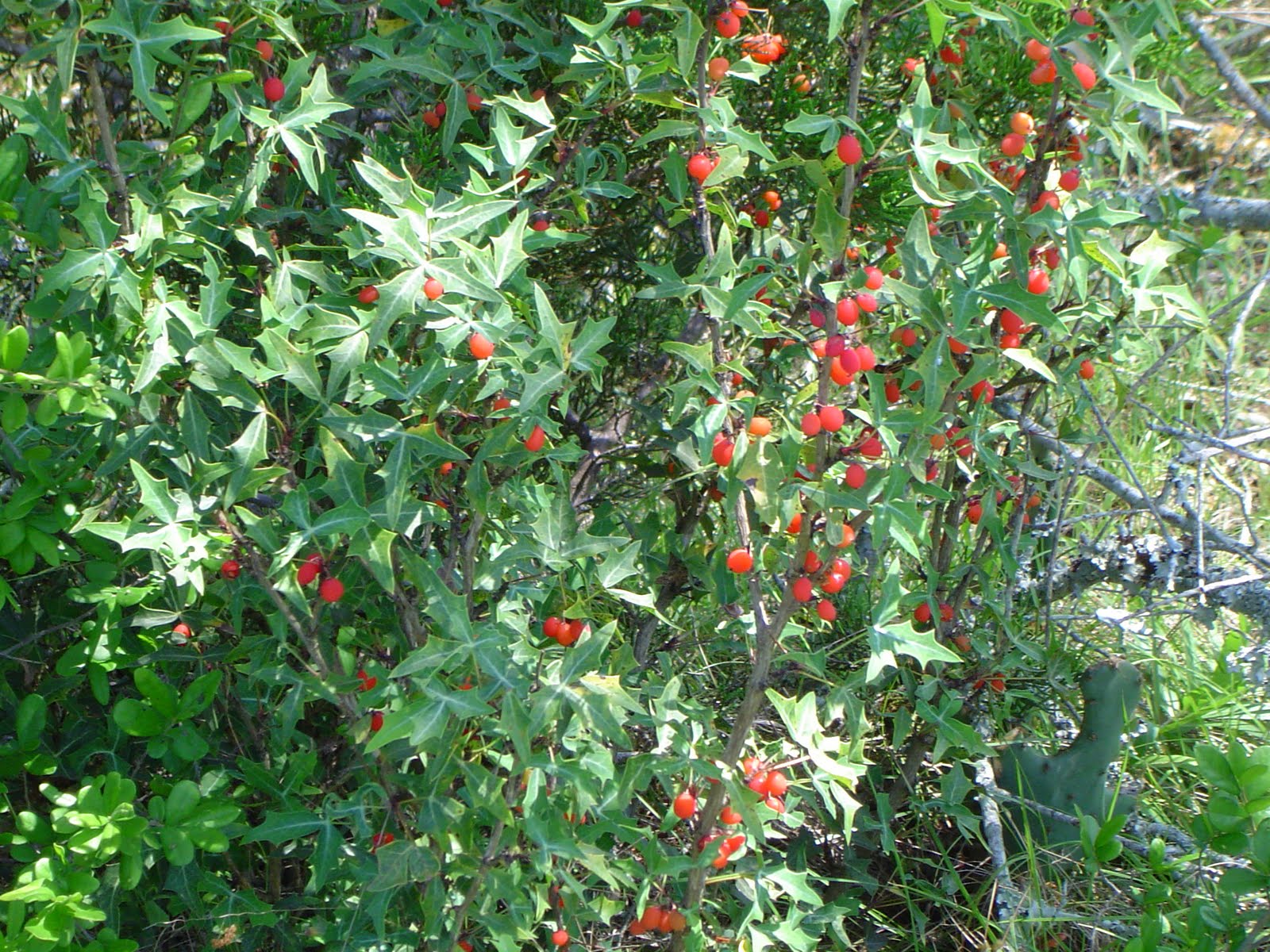 Medicinal Plants of Texas Agarita, Mahonia trifoliolata