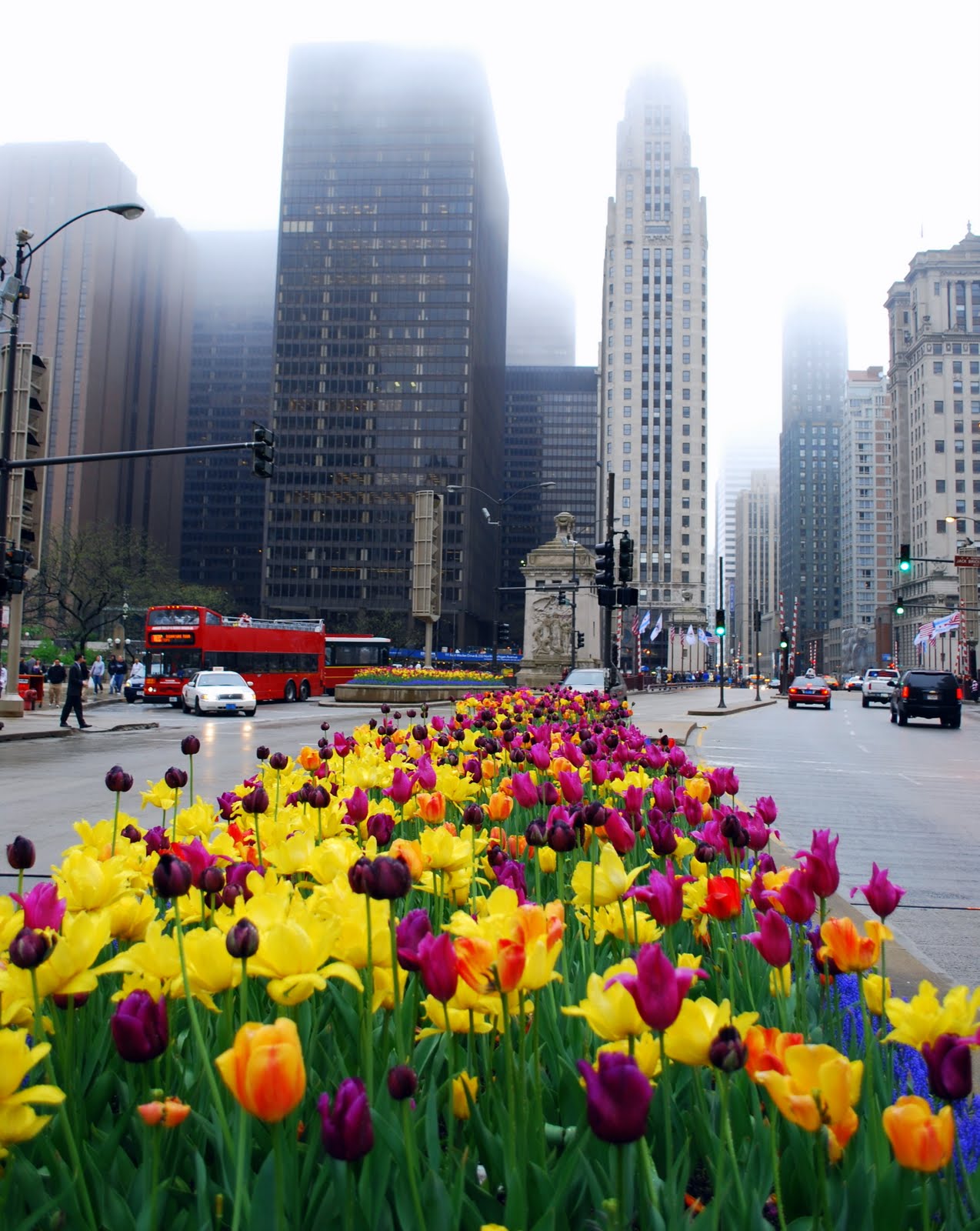 Mille Fiori Favoriti Tulips on Chicago's Magnificent Mile