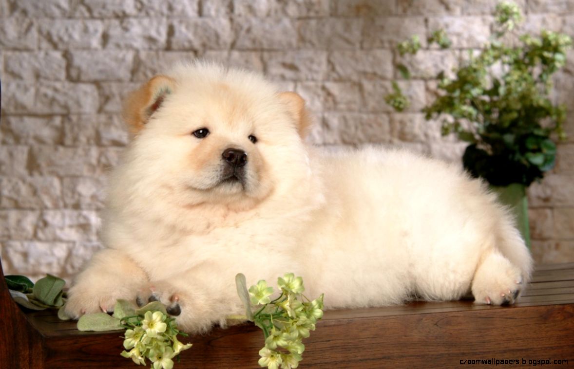 Chow Chow Dog Wallpapers New WallpapersNew Wallpapers Chow Chow Dog Wallpapers New WallpapersNew Wallpapers