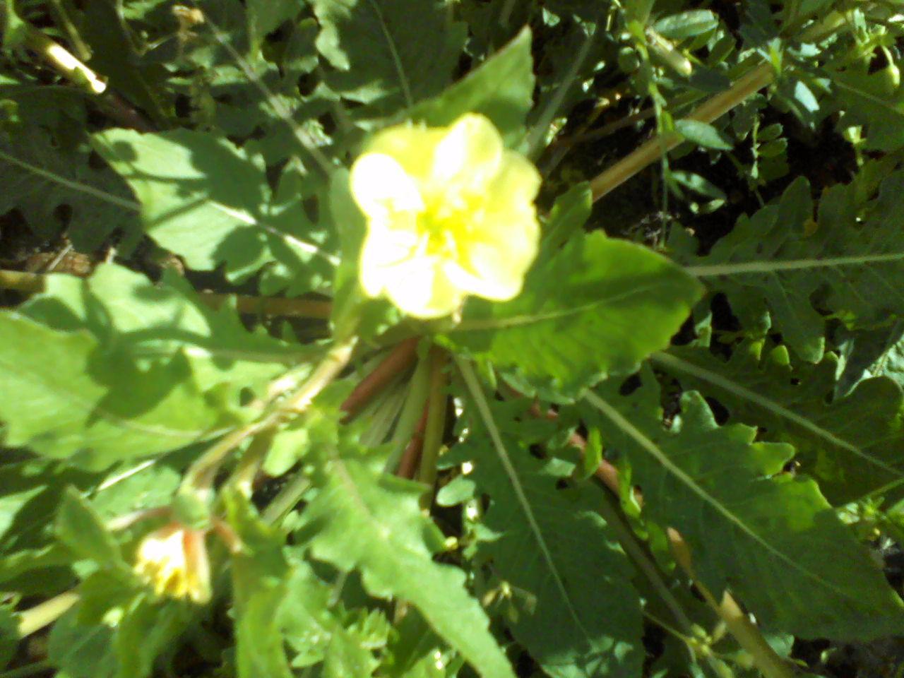 Native Plants From Alabama More Spring Pictures From The Yard