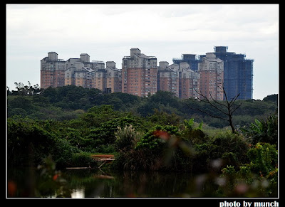 圖:淡海新市鎮二期開發打算把徵收地推平整地,其中包括許多畫面前方這種野生林地。(取自漂浪。島嶼部落格) 圖:淡海新市鎮二期開發打算把徵收地推平整地,其中包括許多畫面前方這種野生林地。(取自漂浪。島嶼部落格)