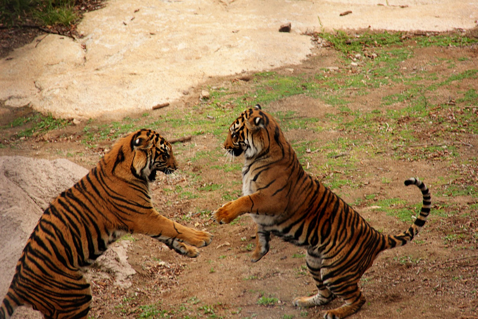 Jenn's Doings: San Diego Wild Safari Park...or whatever it's called