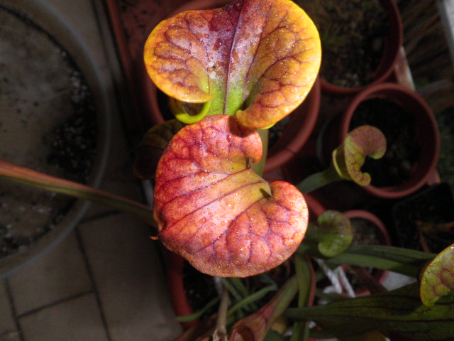 Sarracenia flava var. cuprea Santee Coastal Reserve, SC W