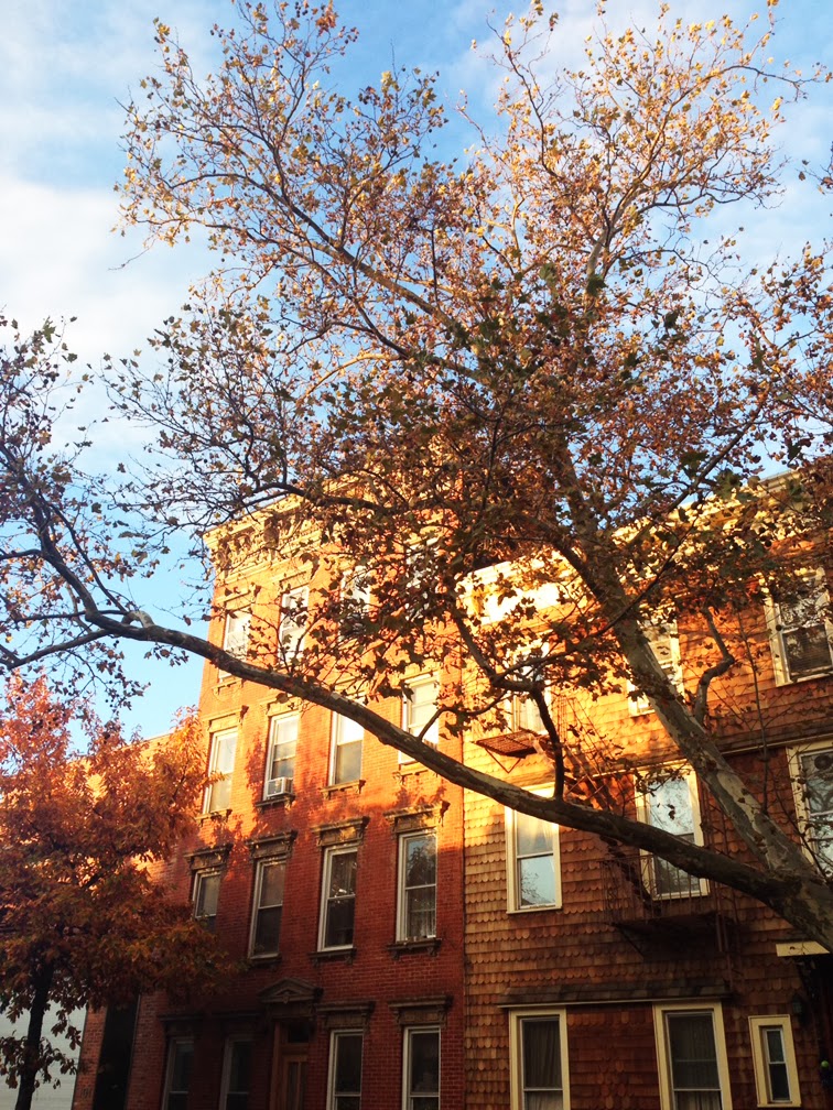 NYC fall foliage sky NYC fall foliage sky