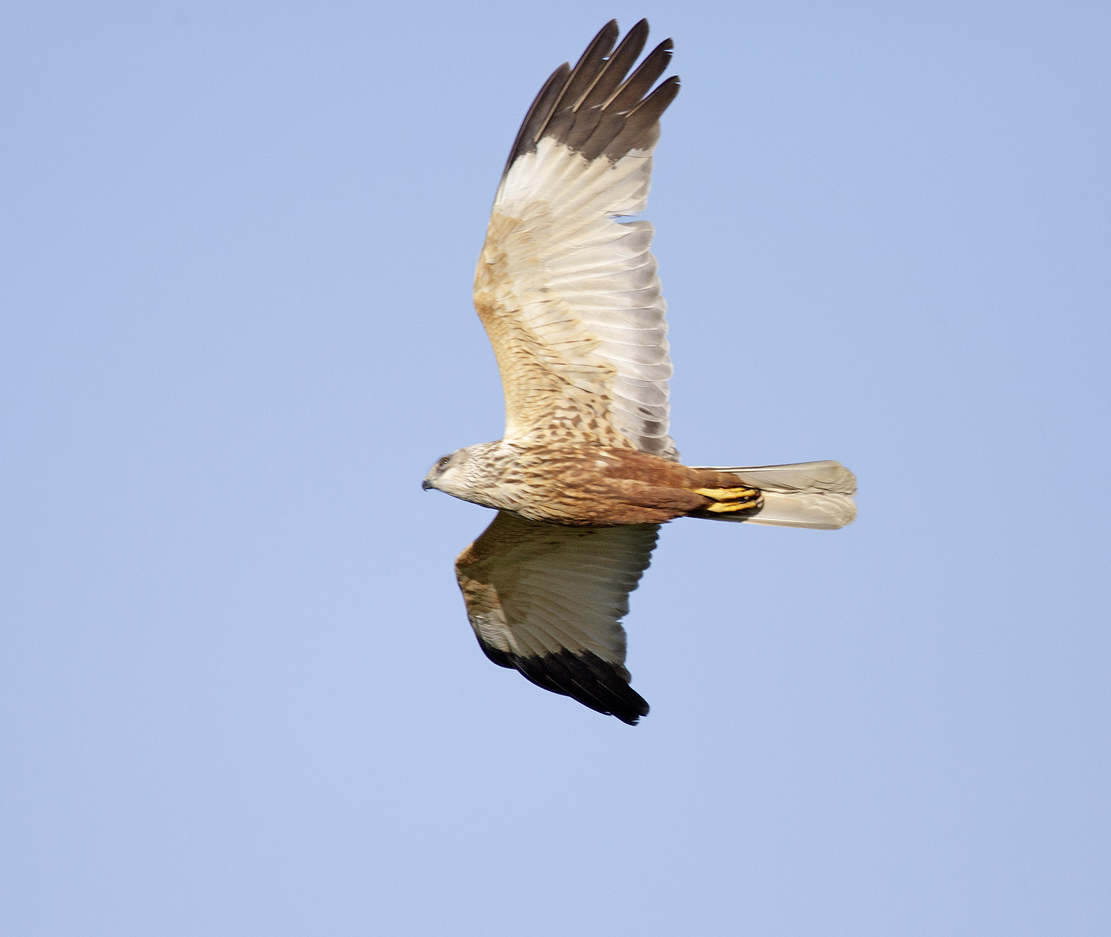 pewit new season Marsh Harriers