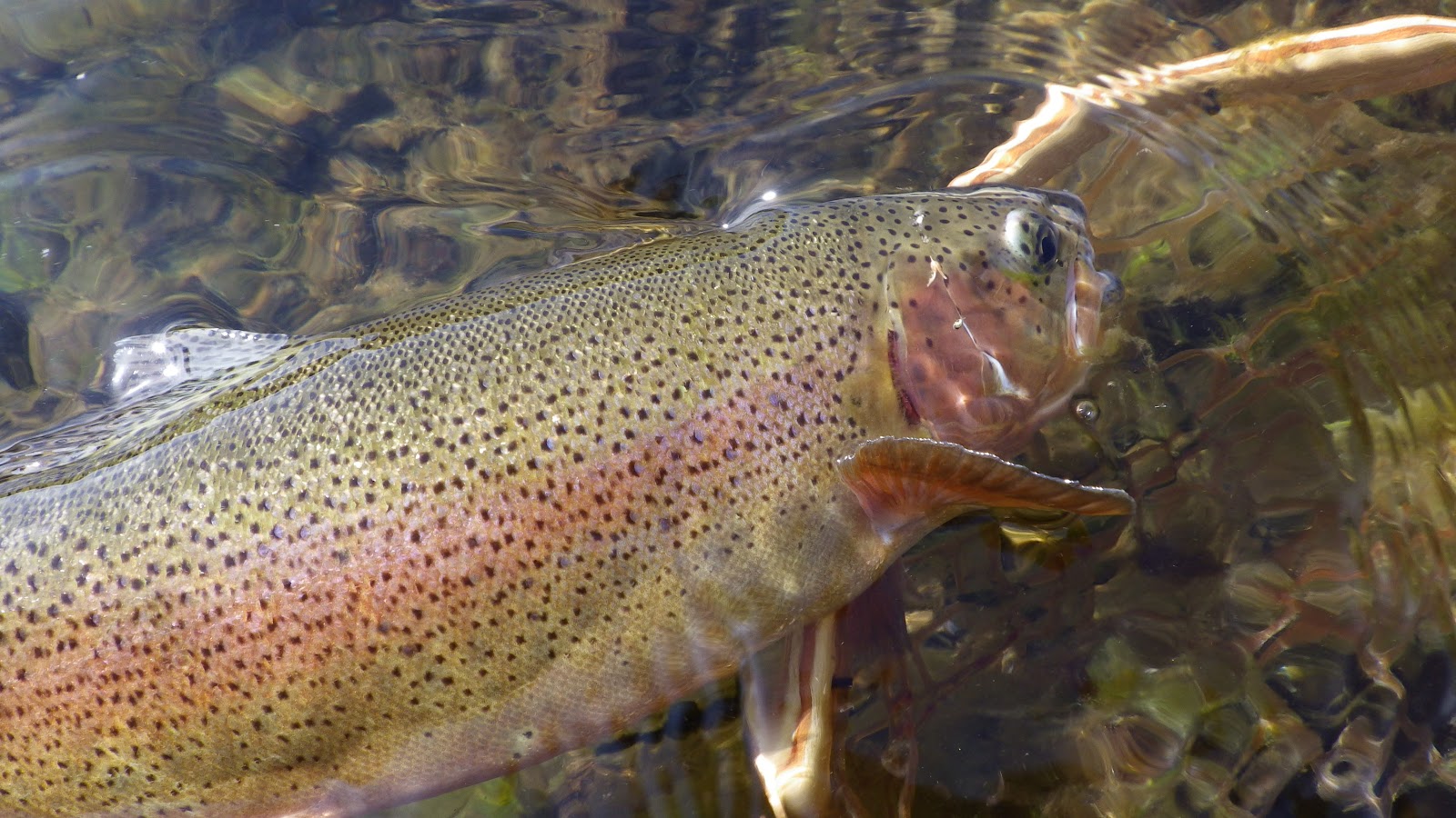 California Fly Fishing Fall is here