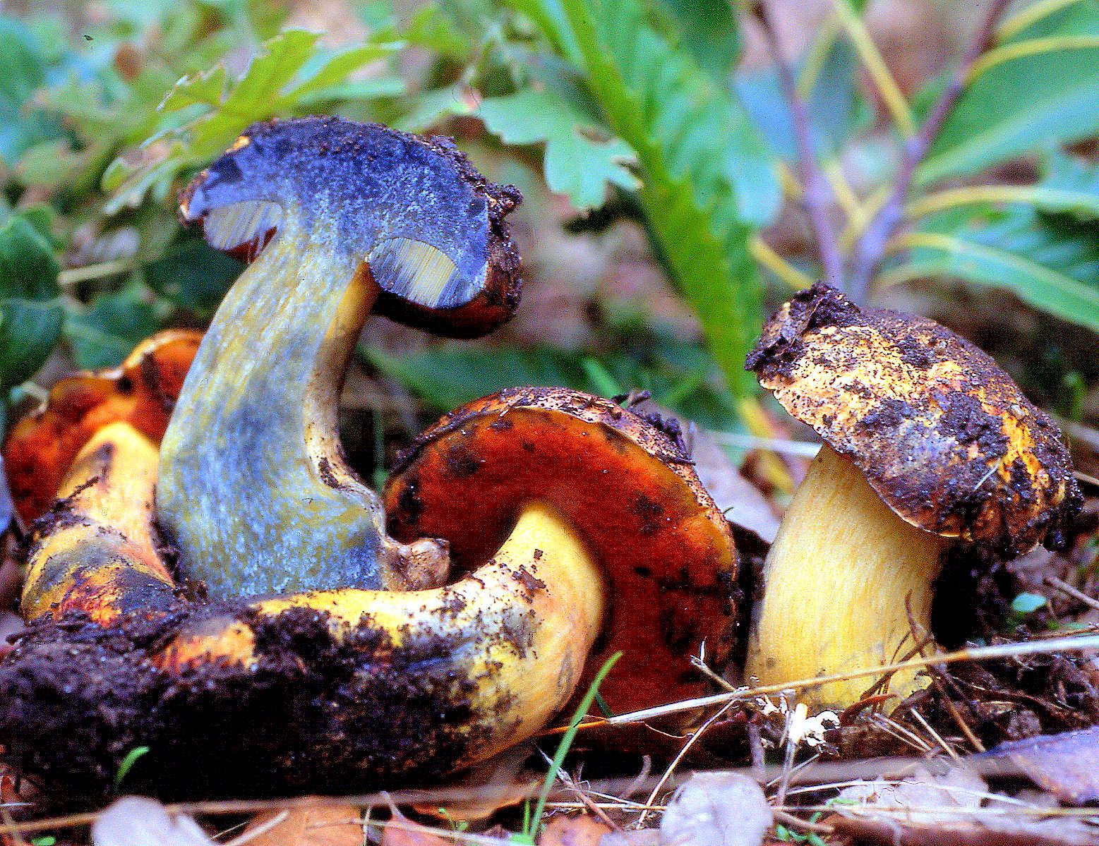 Setas Extremadura Boletus Queletii