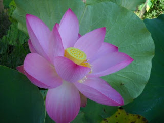 Nenúfar: La flor sagrada - rosa sobre hojas verdes