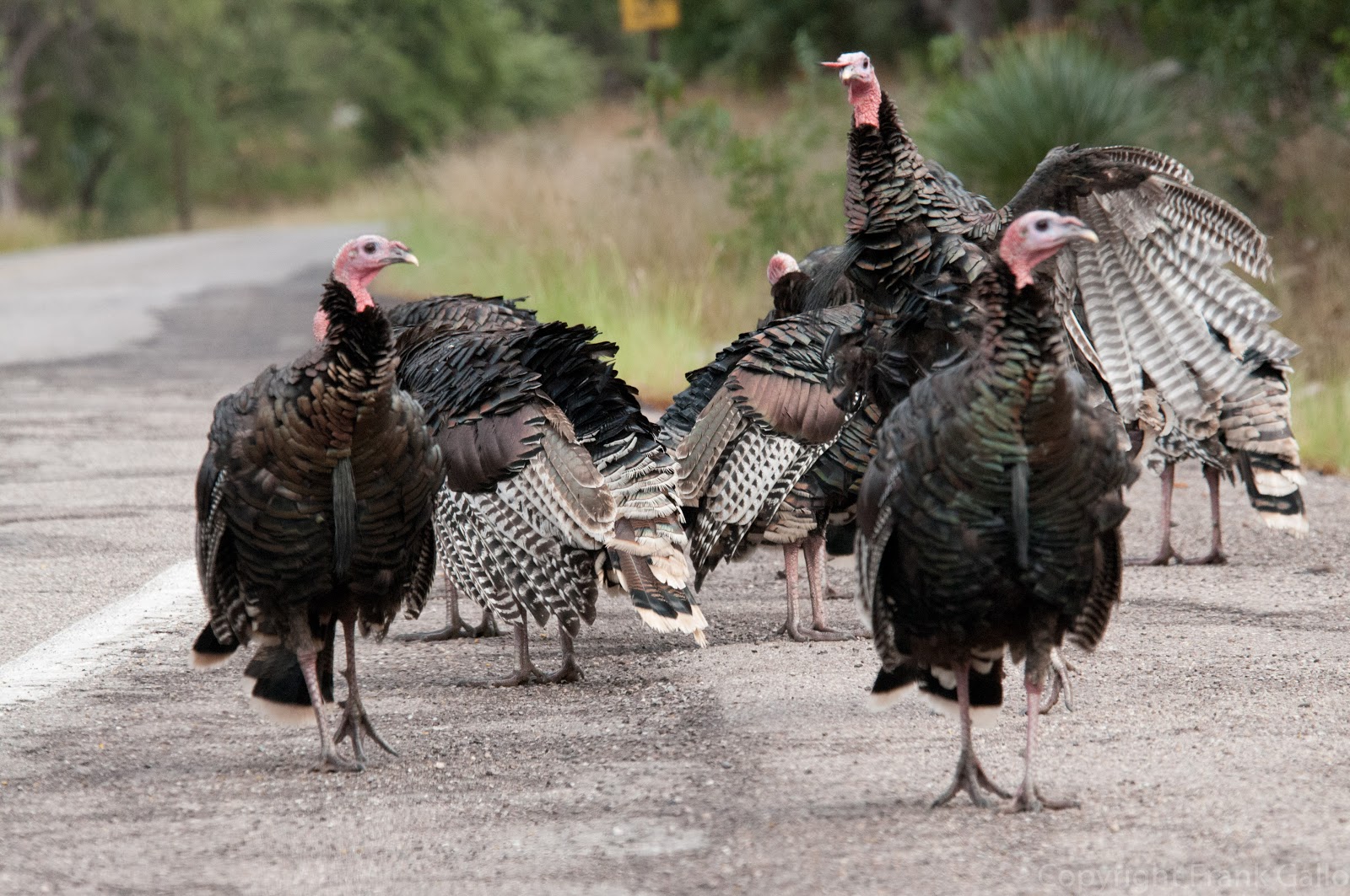 bird life Why are turkeys called turkeys?
