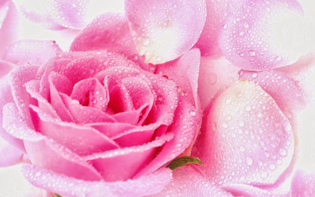 Pink Rose Wallpapers Free Download