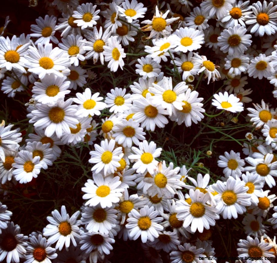 Daisy Flower Tumblr