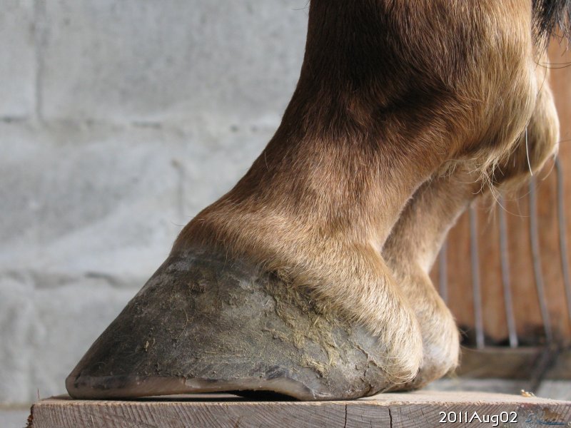 20110802_hoofTrimAb_HLside_7811-800e.jpg