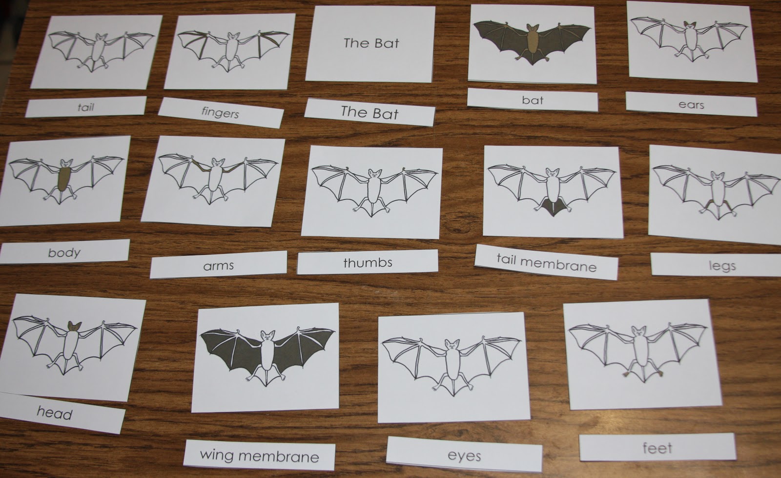 A Learning Journey Bat Unit Anatomy