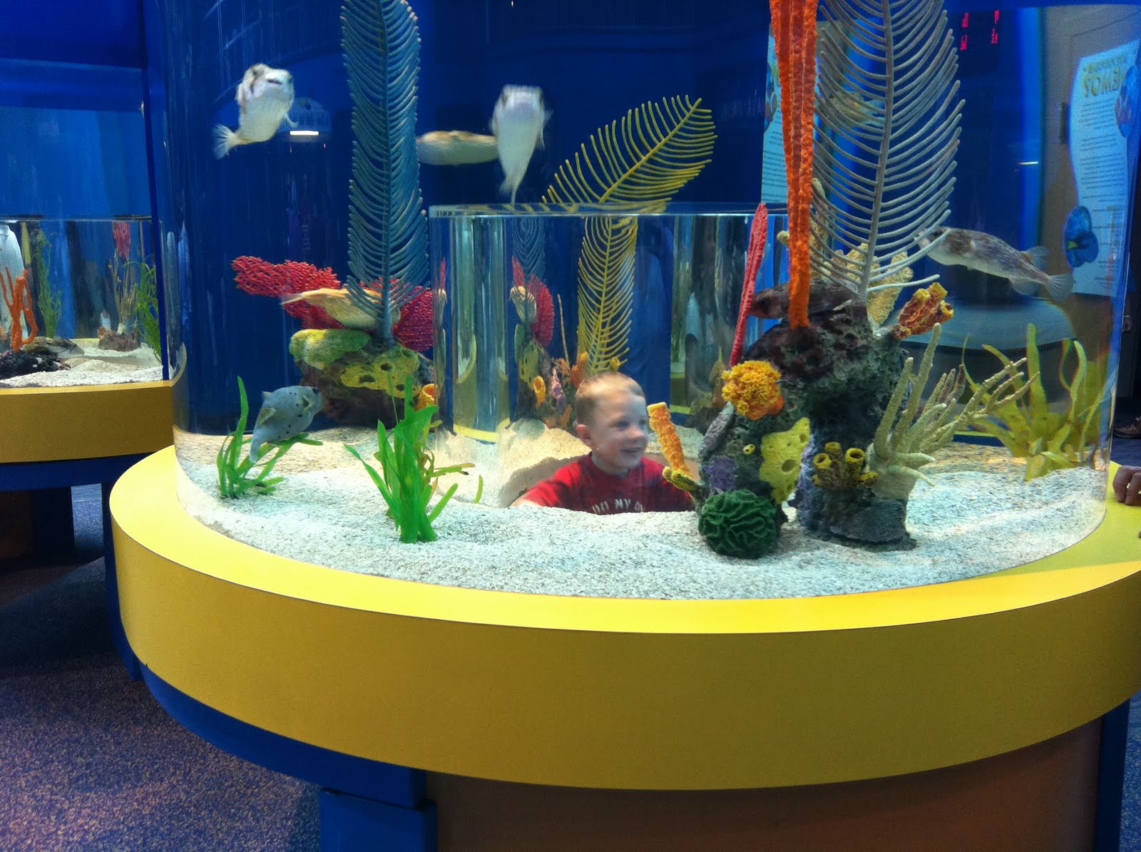 Shirt Pockets Ripley's Aquarium, Pigeon