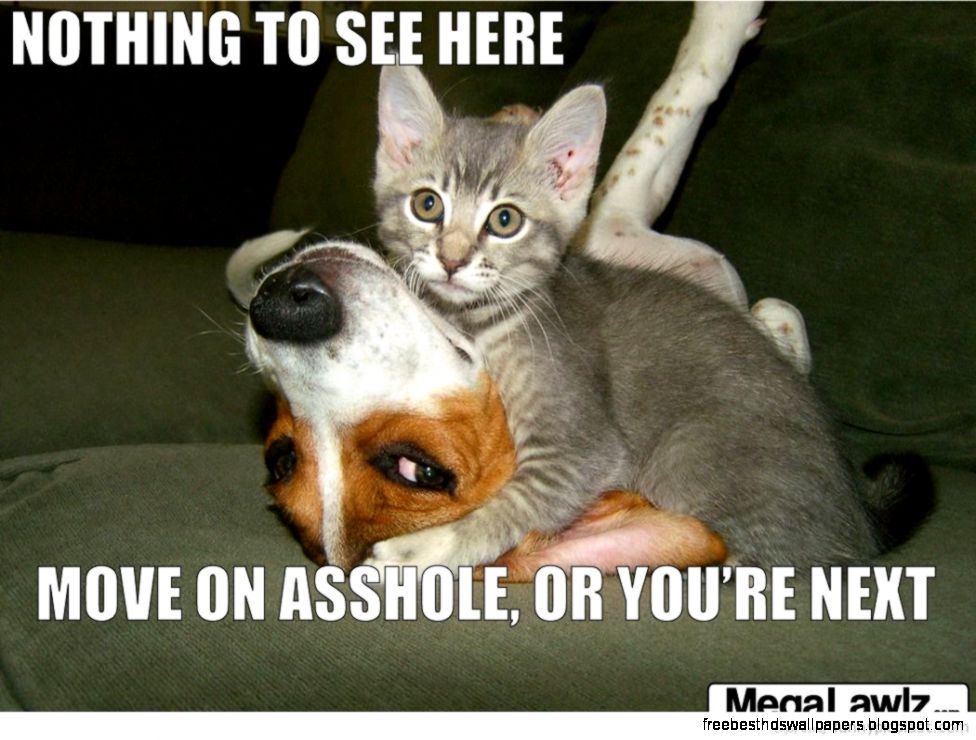 Funny Cats and Dogs with Captions Funny Cats and Dogs with Captions