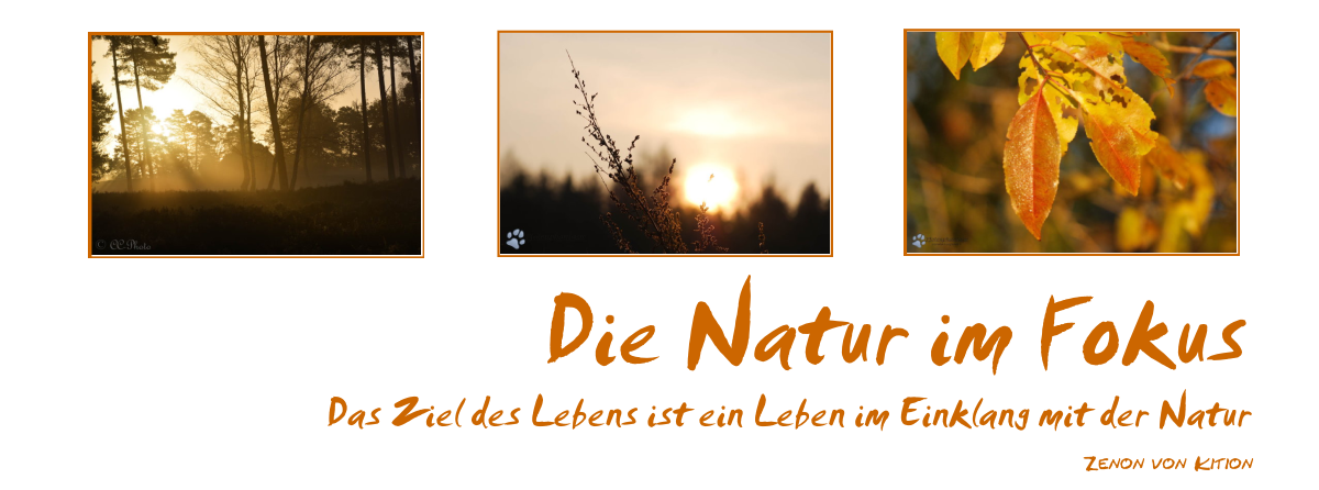 Die Natur im Fokus 