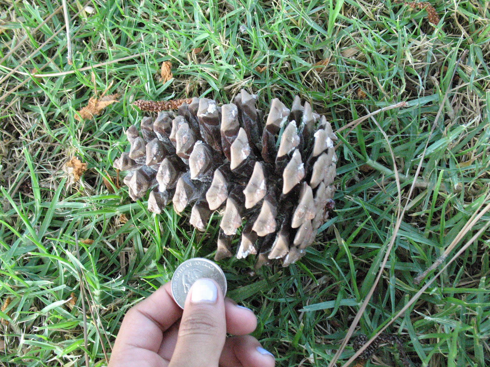 gymnosperm définition What is