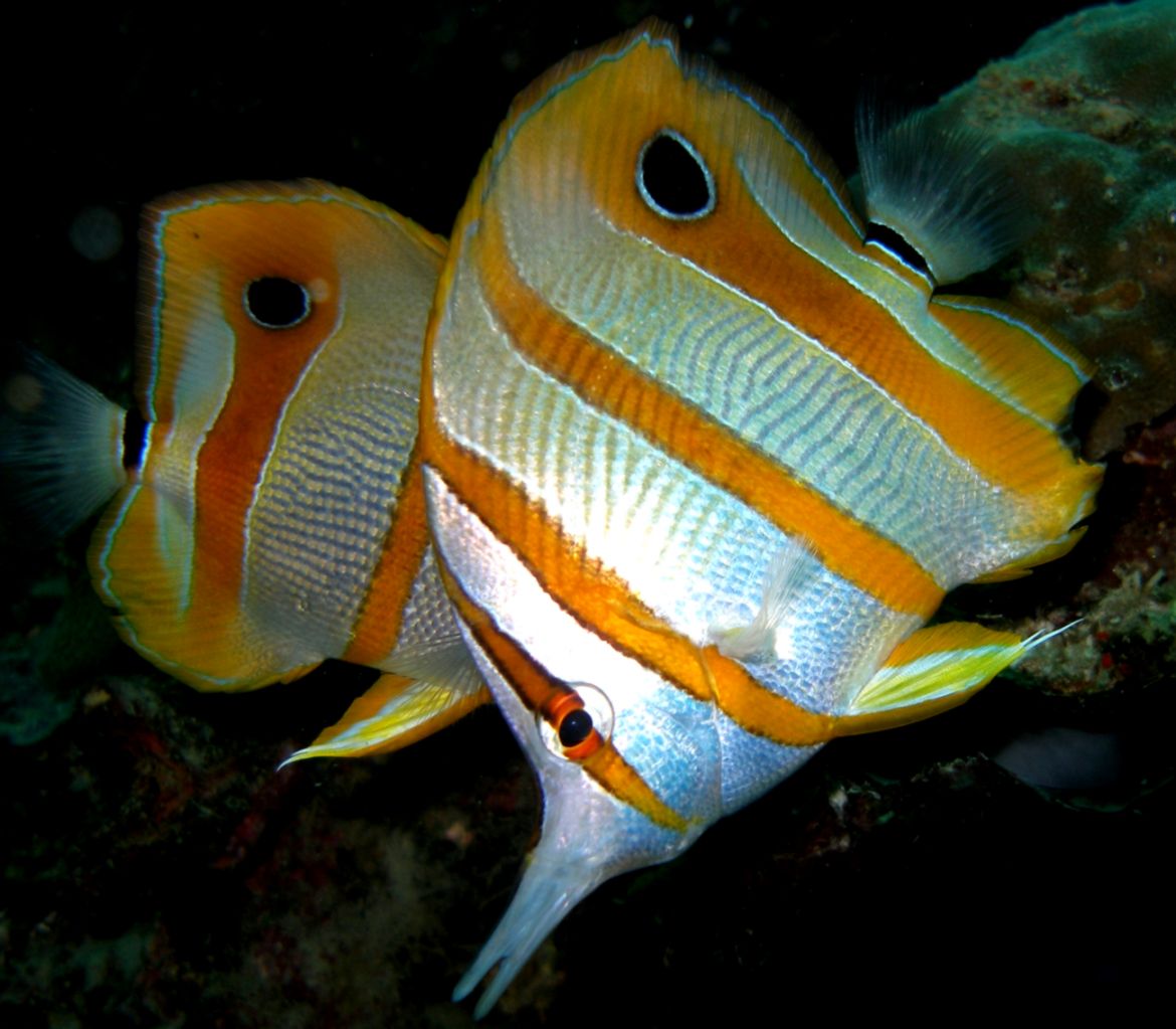 ReefCorner Copperband Butterflyfish – Chelmon rostratus ReefCorner Copperband Butterflyfish – Chelmon rostratus