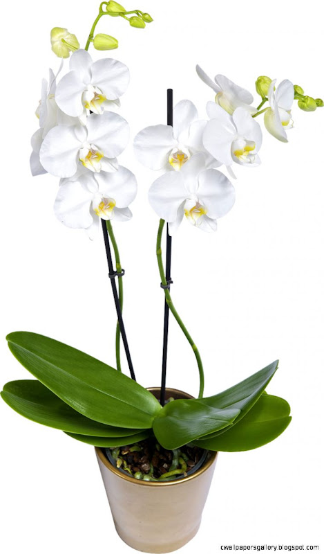 PRODUCTPLANTSChristmasOrchi PRODUCTPLANTSChristmasOrchi
