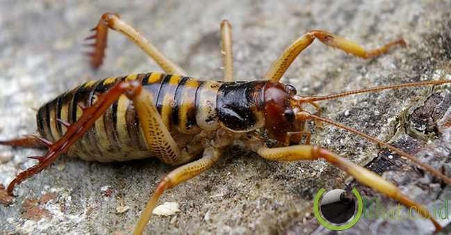 Tree Weta Tree Weta