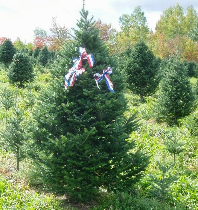 The Rocks Estate Time To Tag Your Own Christmas Tree At The Rocks Estate