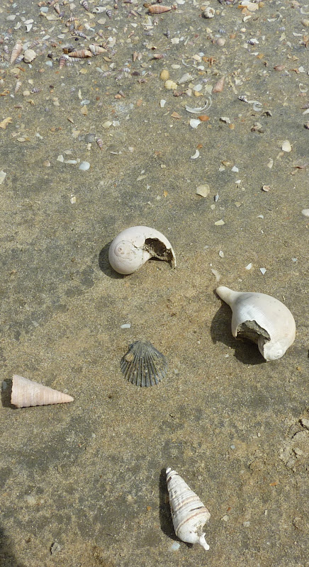 Beachcombing - Pen Shells 