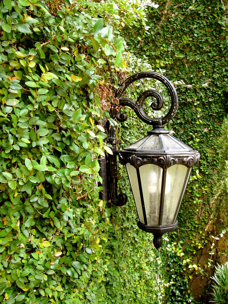 The French Tangerine ivy love