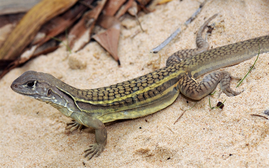 nature calling all girl lizards
