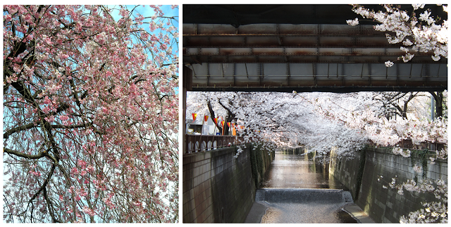 cherry blossoms by the river
