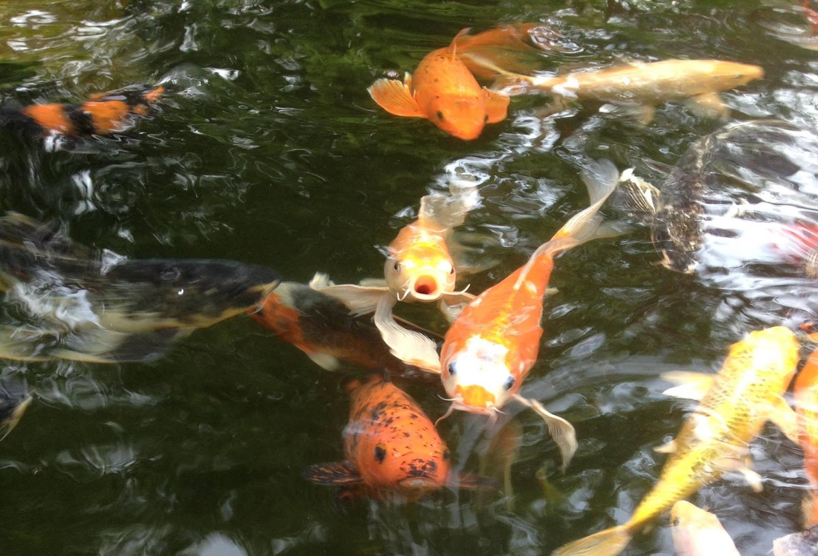 koi-pond-orange-county-3