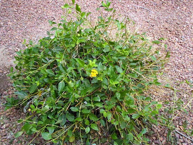 Xtremehorticulture of the Desert Plant Lantana While Soil Still Warm