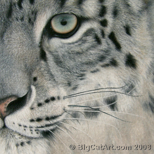 Snow Leopard Cat