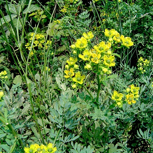 Theobrominated Rue the day