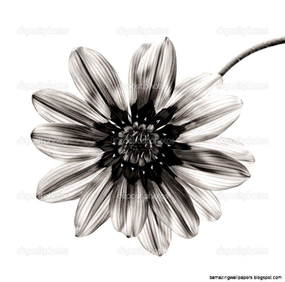 Flower in black and white on white background — Stock Photo Flower in black and white on white background — Stock Photo