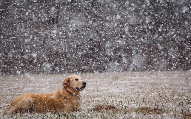 Of Animal Love: 5 Ways to Help Stray Animals because Winter Is Coming