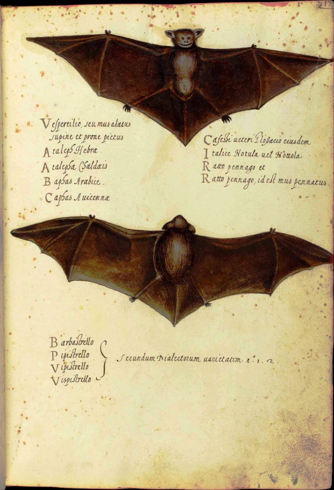 Antique Bat Illustration Prints!
