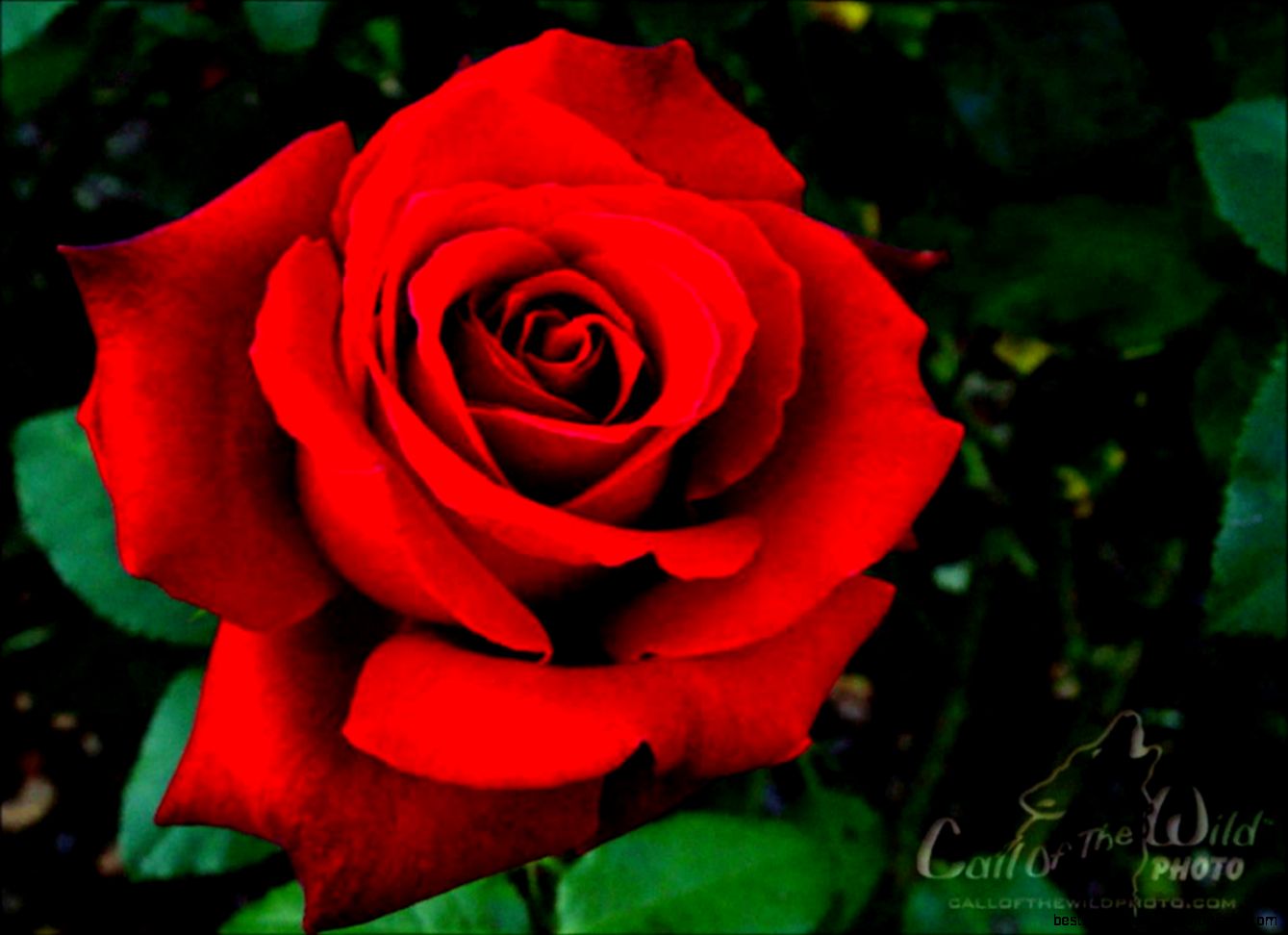 My Love is like a Red Red Rose Canoldir Male Choir YouTube My Love is like a Red Red Rose Canoldir Male Choir YouTube