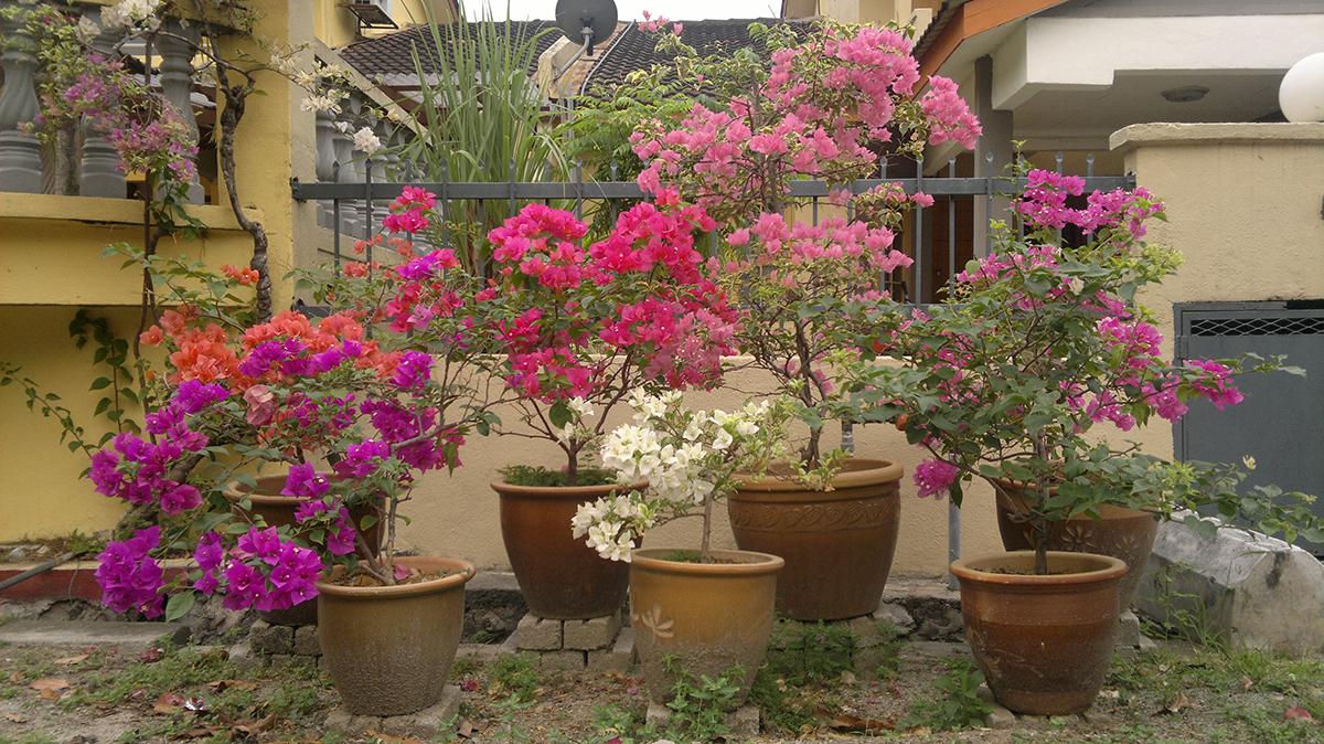 Medium Berkongsi Informasi Cabaran Penanaman Pokok Bunga Kertas