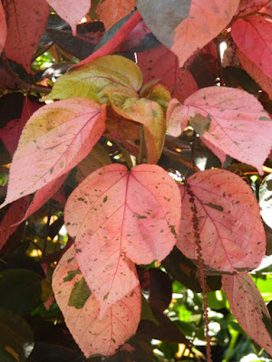 Acalypha wilkesiana Copperleaf at Diamond Botanical Gardens Soufriere St. Lucia by garden muses-not another Toronto gardening blog