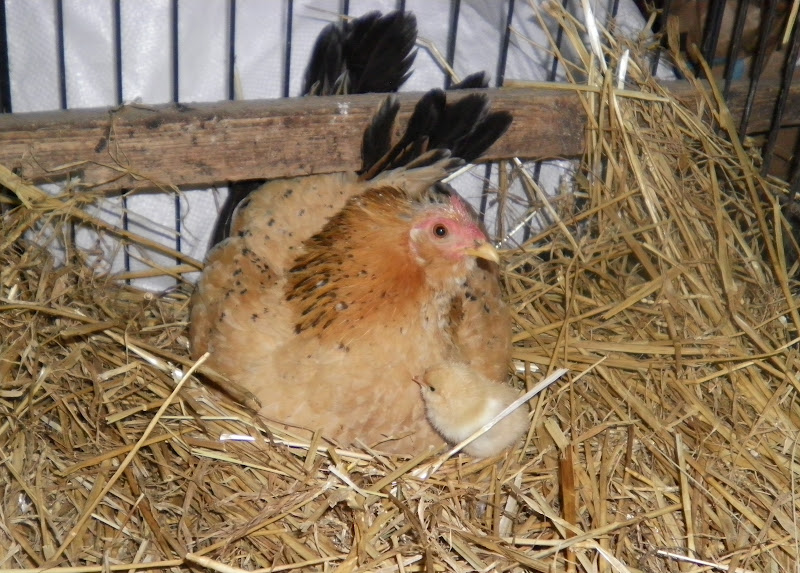 Simply Self Sufficiency Pallet Pig House