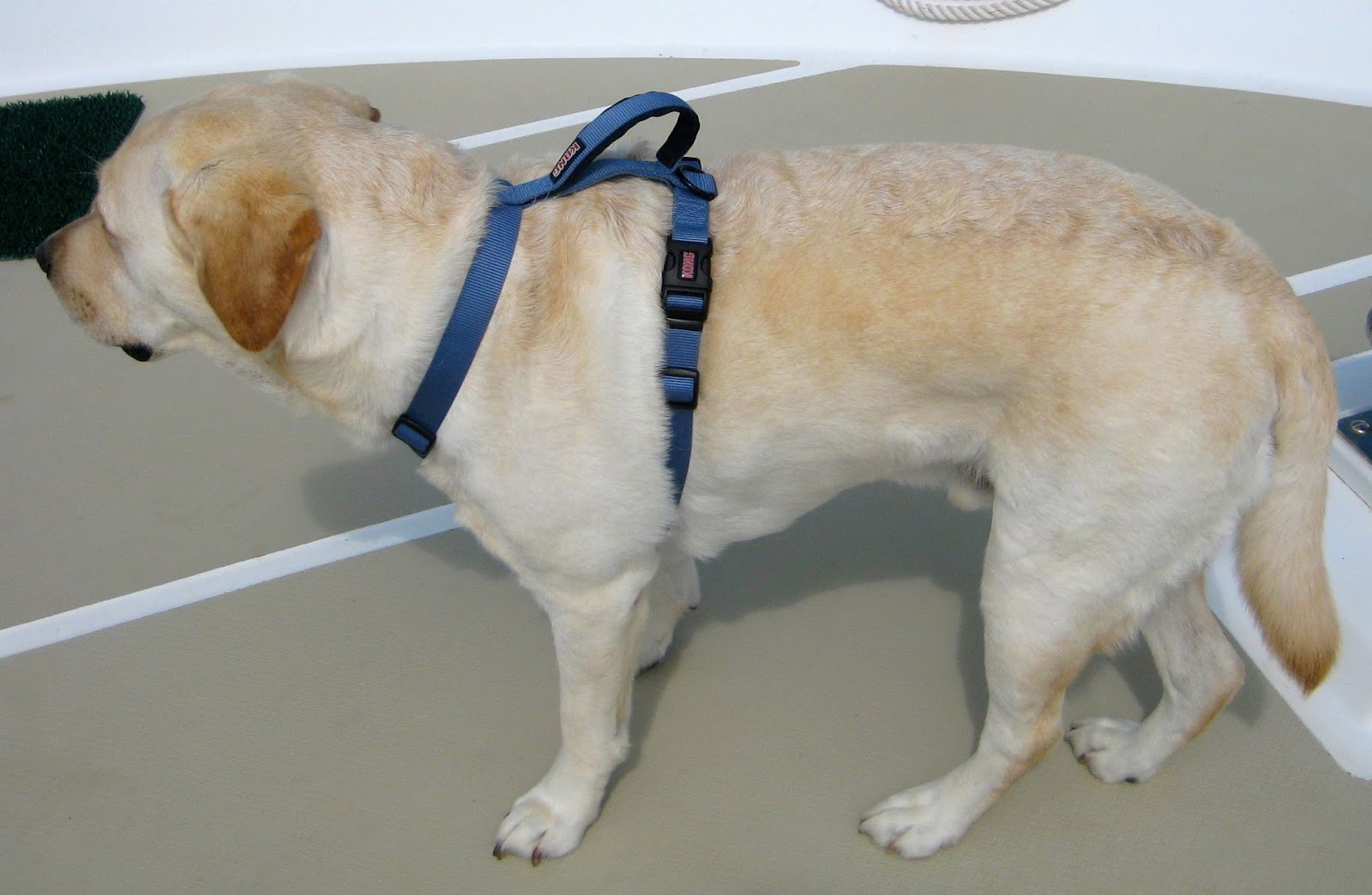 TakingPaws Crew Safety Size Matters