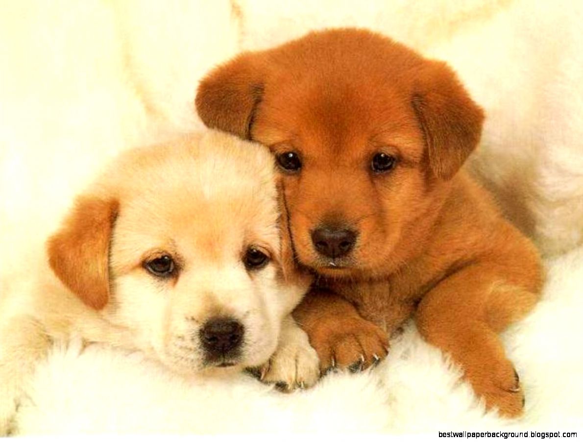Puppies Wallpaper Puppies Wallpaper