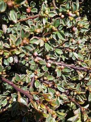 The Practical Plant Geek