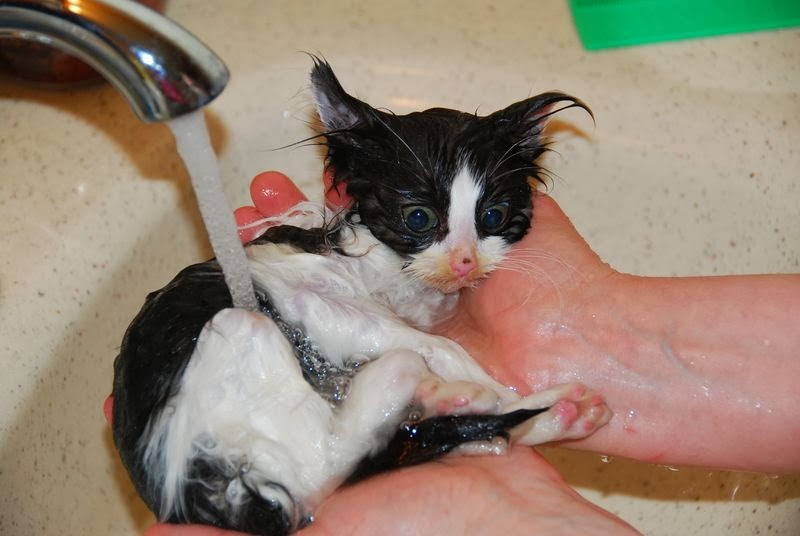 When to Vaccinate, Deworm, Spay, Neuter, BloodType, and Microchip Your