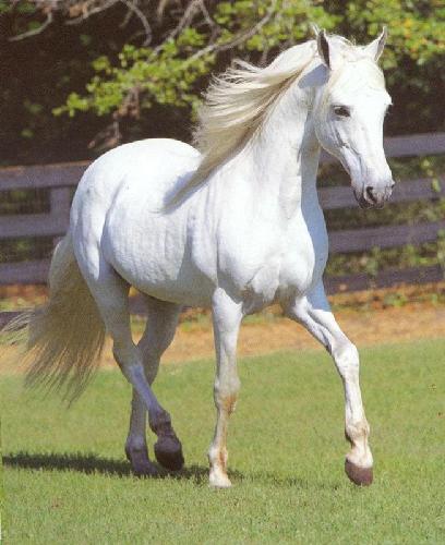 - michette White+horse