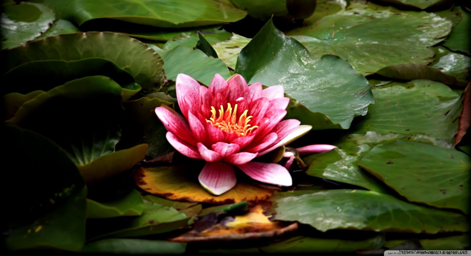 Red Lotus Flower Red Lotus Flower