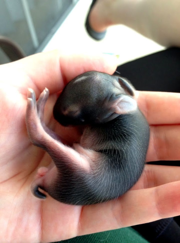 Today I saved this super adorable new born rabbit from being eaten