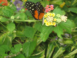 At the Butterfly Garden In Victoria